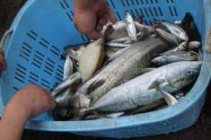 2010夏合宿大漁